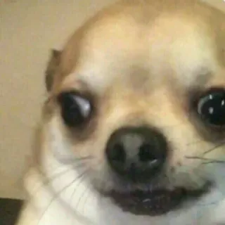 🙄 40e8cdd5 Hund, Chihuahua, Tier, Haustier, süß, Meme telegram sticker