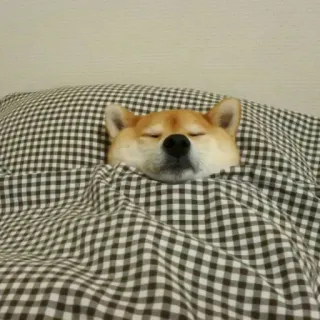 😴 41f60413 Hund, Shiba Inu, Schlaf, Süß, Tier, Haustier telegram sticker