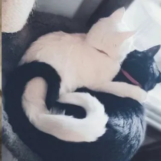 ❤️ 44608dc3 Katze, weiße Katze, schwarze Katze, Katzen, Tiere, Haustiere telegram sticker