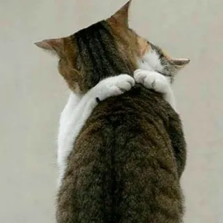 🤗 53e23d33 Katzen, Umarmung, Zuneigung, Tiere, Freundschaft, süß telegram sticker