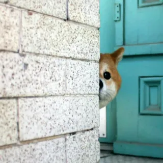 👀 5ea9716e Hund, Shiba Inu, Gucken, Tier, Süß, Tür, Verstecken, Wand telegram sticker