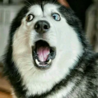 😲 5ec9e0ab Hund, Husky, Tier, Haustier, geschockt, Überraschung telegram sticker