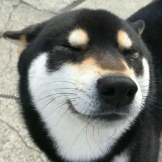 😉 66742abf Hund, Shiba Inu, schwarzer Hund, süß, fröhlich, Tier, Haustier telegram sticker