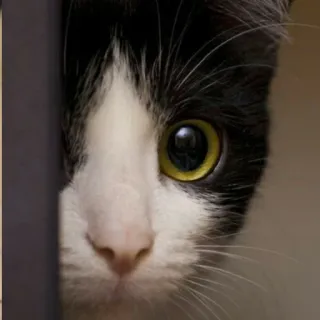 👀 6e09ca9f Katze, Haustier, Tier, Tuxedo Katze, Schwarzweiß, Süß, Haustier telegram sticker