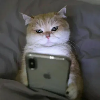 🤔 71529bd0 Katze, Handy, Tier, Süß, Haustier, Haustier telegram sticker