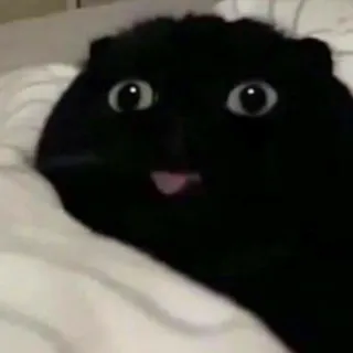😈 77c48ae0 Katze, Meme, Lustig, Haustier, Tier, Süß telegram sticker