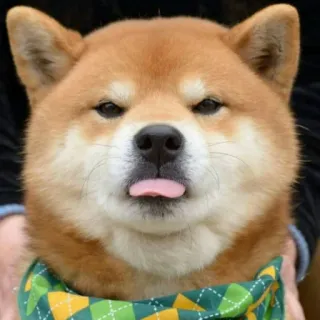 😛 7fff05a6 Hund, Shiba Inu, Tier, Zunge, süß, Haustier telegram sticker