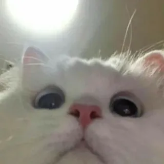 👀 80b86864 Katze, weiße Katze, Tier, Haustier, Nahaufnahme, süß, Haustier telegram sticker