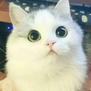 👀 988b5bc8 Katze, Kätzchen, Haustier, Tier, süß, flauschig, weiße Katze telegram sticker