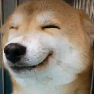 🙂 a19de4c0 Hund, Shiba Inu, Lächeln, glücklich, Tier, Haustier telegram sticker