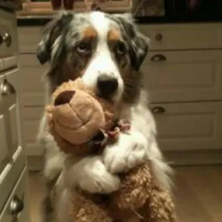 🥺 a2f78416 Hund, süß, Haustier, Tier, Hunderasse, Stofftier, Australian Shepherd telegram sticker