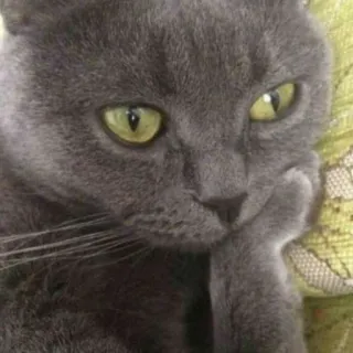 🤔 a3785bf1 Katze, graue Katze, denkend, Haustier, Tier, Haustier, Katzenartig, Porträt telegram sticker