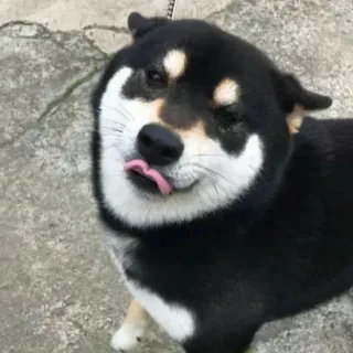 😝 a39d1e10 Hund, Shiba Inu, Tier, Haustier, lustig, Zunge, süß telegram sticker