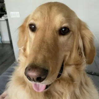 👀 ac38e116 Hund, Golden Retriever, Haustier, Tier, süß, Porträt, Haustier telegram sticker