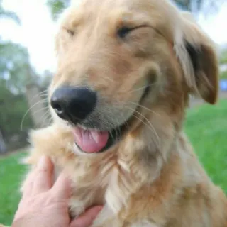 🙈 b09f6ca7 Hund, Golden Retriever, Haustier, Tier, süß, freundlich, Haustier telegram sticker
