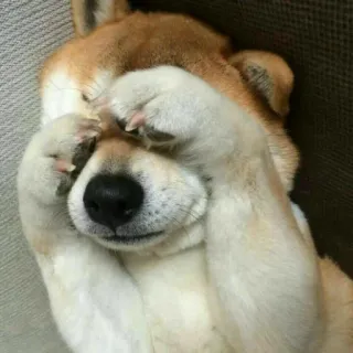 🙈 b278c2f8 Hund, Shiba Inu, Tier, Haustier, süß, schläfrig, lustig, verlegen telegram sticker
