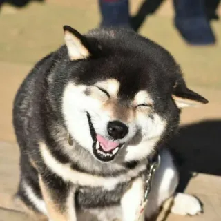 😂 b292fd72 Hund, Shiba Inu, lächelnd, glücklich, Haustier, Tier telegram sticker