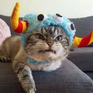 😤 b3959e7b Katze, Kätzchen, Tier, Haustier, Monsterhut, Lustig, Süß telegram sticker