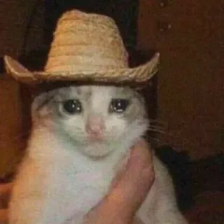 😭 b42b6bf3 Katze, Cowboyhut, traurig, weinend, Tier, Meme telegram sticker