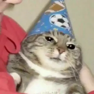 😭 b5c85fd0 Katze, Tier, Party, Hut, Haustier, Feier, süß telegram sticker