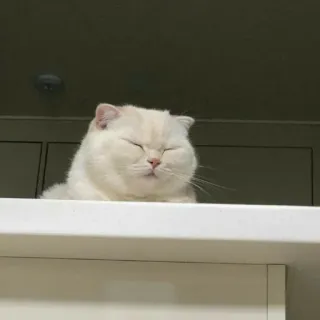 😑 bf934927 Katze, weiße Katze, schlafende Katze, süße Katze, Haustier, Tier telegram sticker