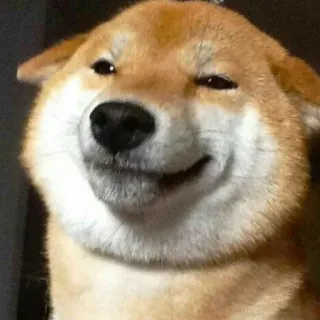 🤨 d0e3a112 doge, shiba inu, Hund, Meme, Tier, Haustier telegram sticker