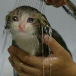 😭 d2793e53 Katze, traurig, nass, Dusche, Kätzchen, Tier telegram sticker