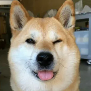 😉 d5d66695 Hund, Shiba Inu, Zwinkern, Zunge, Tier, Süß, Glücklich telegram sticker