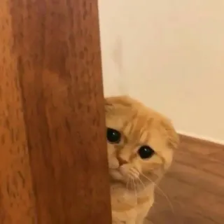 👀 dc8ab234 Katze, Haustier, süß, Tier, gucken, verstecken, orange Katze telegram sticker