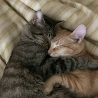 🤗 e72feab9 Katzen, Kätzchen, schlafend, süß, Tiere, Haustiere, getigerte Katze, orange Katze telegram sticker