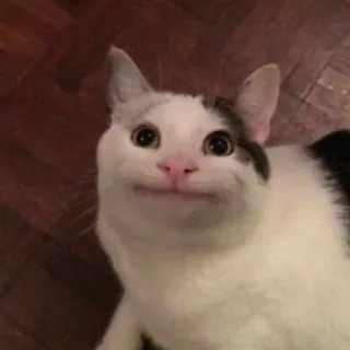 😑 ee22393b Katze, Tier, Meme, Haustier, Lustig, Süß telegram sticker