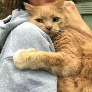 🤗 f375fdc2 Katze, orange Katze, Haustier, Tier, Haustier, Säugetier, süß, Katzenartig telegram sticker
