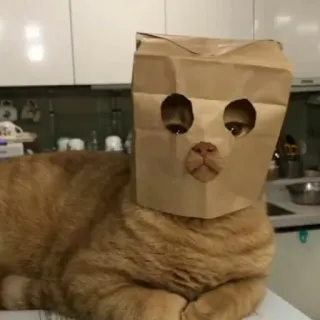 😒 f6f95926 Katze, Papiertüte, Tier, Haustier, lustig, süß telegram sticker