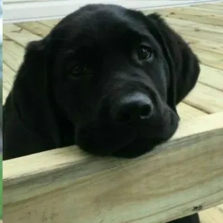 🥺 f947acd0 Hund, schwarzer Labrador, Welpe, süß, Haustier, Tier telegram sticker