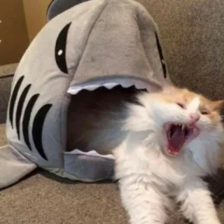 😩 fe7821ca Katze, Hai, Haustier, Tier, Lustig, Süß, Raubtier telegram sticker
