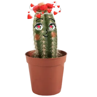 😍 7d669e34 kaktus, roślina, miłość, serca, kawaii, słodkie, oczy telegram sticker