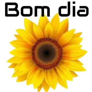 😊 472798cd girassol, amarelo, flor, natureza, planta, floral telegram sticker