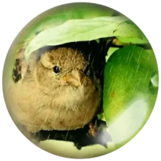 😊 7e901c35 pássaro, pardal, natureza, vida selvagem, maçã, folha telegram sticker