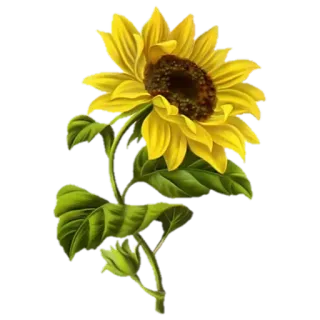 🌼 88c25209 girassol, flor, natureza, amarelo, floral, planta, verão telegram sticker