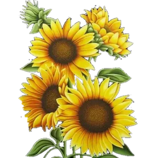 🌼 edfd16aa girassol, flor, amarelo, natureza, floral, planta, florada telegram sticker