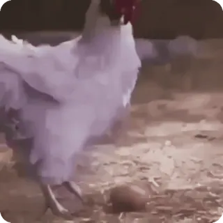 🌟 2fcf4258 poulet, oeuf, animal de ferme, volaille, oiseau, poule whatsapp sticker