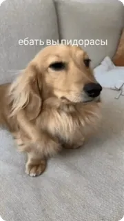 💸 7c1674be ебать вы пидорасы chien, offensant, mème, russe whatsapp sticker