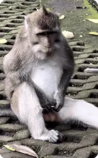 🌟 a7ca9f56 singe, animal, mammifère, faune, primate whatsapp sticker