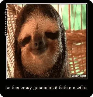 🌟 cd530990 во бля сижу довольный бабки въебал paresseux, drôle, offensant, mème whatsapp sticker