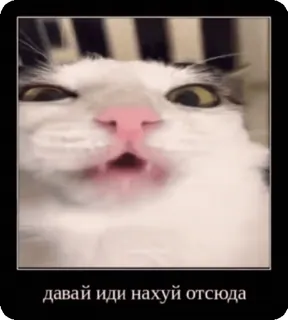 🌟 d4cd543c давай иди нахуй отсюда chat, offensant, russe, mème, animal whatsapp sticker