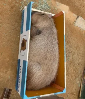 😴 14d088b8 Capybara, Tier, schlafend, Kiste telegram sticker