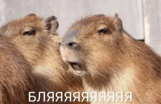 😱 1b4c4cc1 БЛЯЯЯЯЯЯЯЯЯЯЯЯ Capybara, Meme, Tier, Nagetier, Lustig telegram sticker