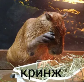 🤦 52554b9a Кринж Capybara, Tier, Nagetier, Meme telegram sticker