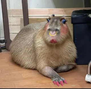 💅 5307fbe1 Capybara, Tier, Nagetier, Make-up, lustig telegram sticker