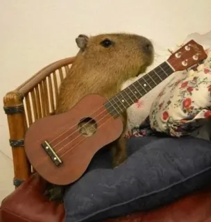 🎸 55212a6f Capybara, Ukulele, Tier, Nagetier, Niedlich, Musik, Instrument telegram sticker